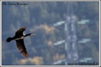 in volo 6