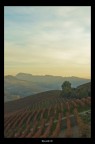 Langhe