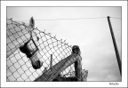 cavallo grigio