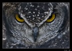Sguardo penetrante