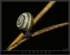 Eldorado