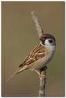 Passera Mattugia