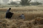 raccolta del grano in Nubia
