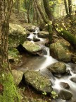 Ruscello nel bosco