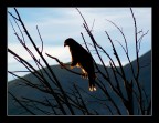 The king of the sky
