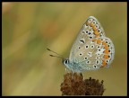 Farfallina