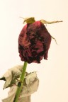 Rosa appassita
