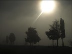 3trees3