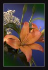 1 scatto canon 180 macro