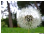 Soffione