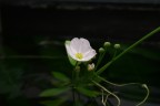 La mia prima macro con la Canon 400D, dopo anni di fermo dalla fotografia. fatta senza flash e con l'obiettivo 18-55 del kit. Senza piedistallo, a mano libera, e senza flash. Vedremo che riuscir a fare col 70-300. Spero di migliorare grazie a voi. PRETENDO CRITICHE su cosa dovevo e non dovevo fare