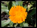 Il fiore arancio