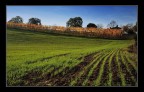Verde nuovo....