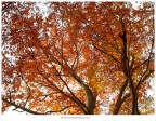 ...Autunno...