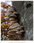 Una colonia di funghi.....