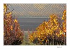 I vigneti cambiano colore