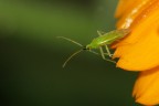 Insetto (Alydidae)