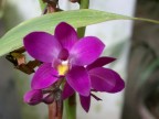 Orchidea del Giradino Botanico di Kandy in Sri Lanke