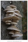 La colonia di funghi da un altra prospettiva :D