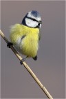 Batuffolo