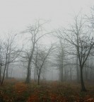 Strano, vagare nella nebbia!
E solo ogni cespuglio ed ogni pietra,
n gli alberi si scorgono tra loro,
ognuno  solo.

                            -Herman Hesse-