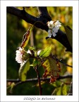 Forse mi sbaglio, ma non ho mai sentito di ciliegi che hanno una seconda fioritura in autunno, la foto  di met novembre e la pianta ancora porta dei fiori alla data di oggi.