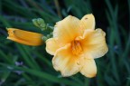 fiore