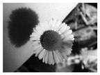 black and white