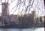 dietro l'albero...