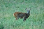 Solitario