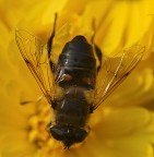 Eritalis tenax