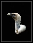 Rapace