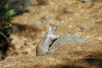 Yosemite Scrat!