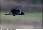 panning