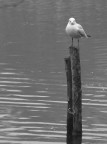 Curioso solitario