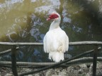 uccello seduto su recinto