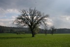 ALBERI SPOGLI