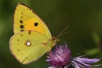 Ravvicinata