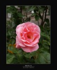 UNA ROSA....