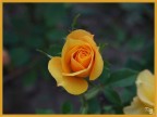Fiore