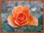 Fiore
