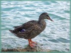 L' acqua  fredda
