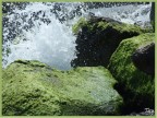 Acqua