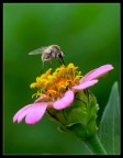 Bombylius