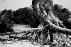 Dalla Terra