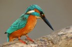 Martin pescatore in caccia