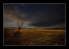 ultimo verde