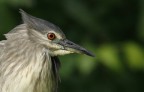 Renzo-Nitticora immatura ritratto