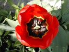 una macro per questo fiore meraviglioso