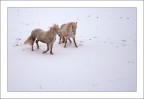 Furtwangen im Schwarzwald, 8 Dicembre 2007